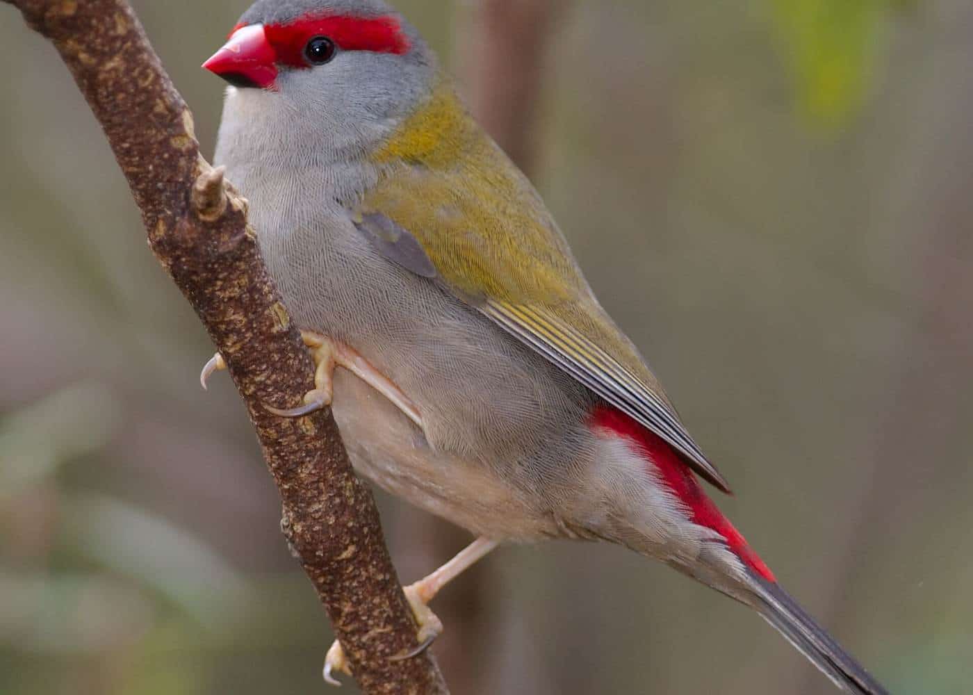 A red-browed finch perched on a branch